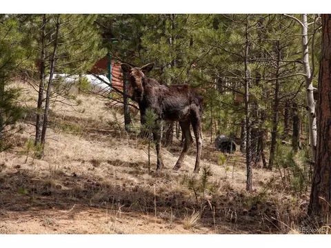 118 Neish St, Bailey, CO 80421 photo 25