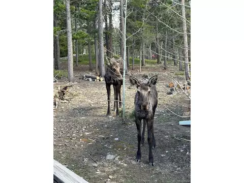 866 Lodge Pole Dr, Black Hawk, CO 80422 photo 4