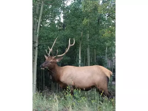 11285 Bear Run Trl, Conifer, CO 80433 photo 48