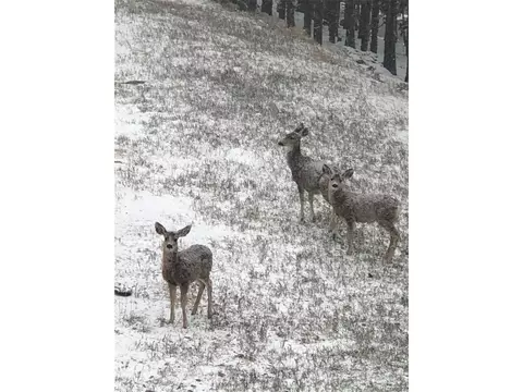 11285 Bear Run Trl, Conifer, CO 80433 photo 47