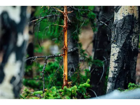 County Road 8, Divide, CO 80814 photo 12
