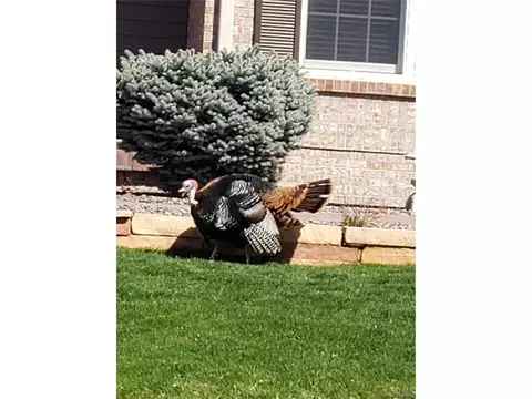 2421 E 126th Loop, Thornton, CO 80241 photo 37