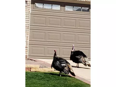 2421 E 126th Loop, Thornton, CO 80241 photo 38