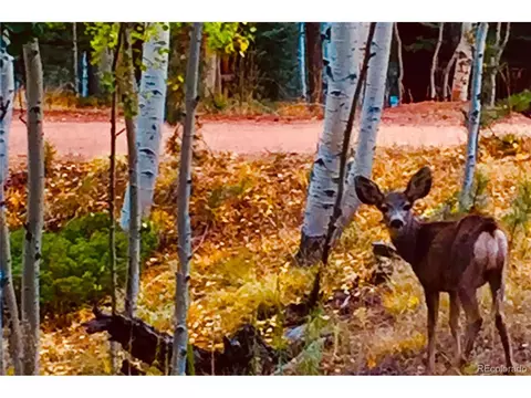 596 Ridge Rd, Divide, CO 80814 photo 37