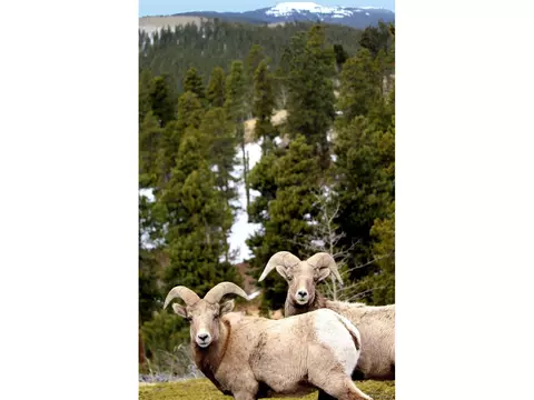 505 Road P69, Bailey, CO 80421 photo 35