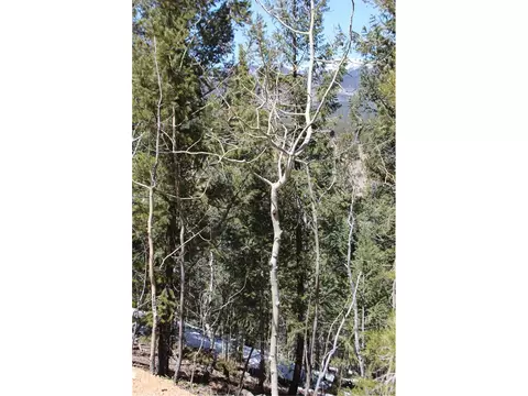 219 Wise Rd, Bailey, CO 80421 photo 6