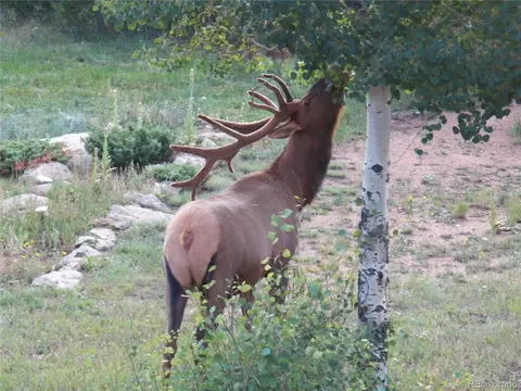 10699 Crystal Way, Morrison, CO 80465 photo 3