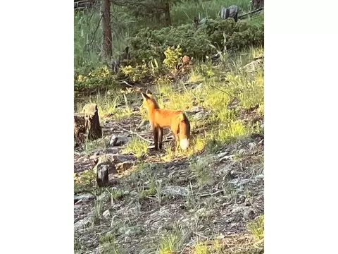 25248 Red Cloud Dr, Conifer, CO 80433 photo 42