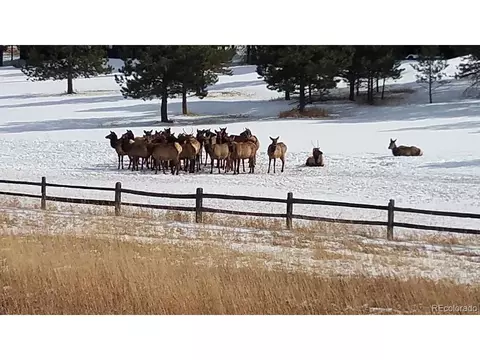87 Sparrow Ct, Bailey, CO 80421 photo 38