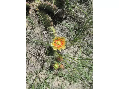 95 Sikes Rnch, Rye, CO 81069 photo 29