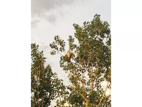 49950 E 48th Ave, Bennett, CO 80102 photo 30