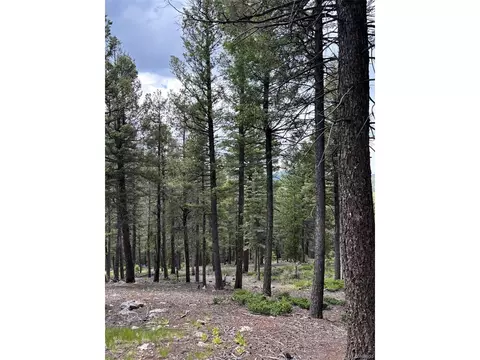 28651 Belle Point Dr, Conifer, CO 80433 photo 9