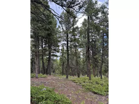 28651 Belle Point Dr, Conifer, CO 80433 photo 15