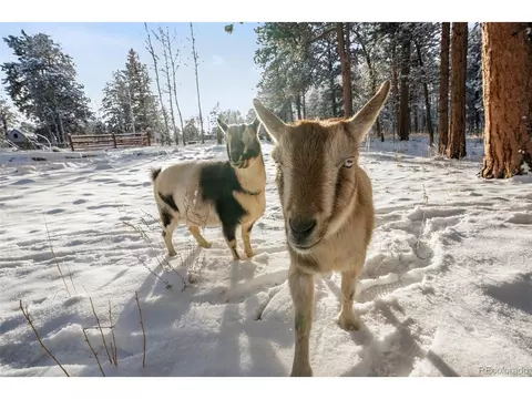 228 Beaver Trl, Bailey, CO 80421 photo 35