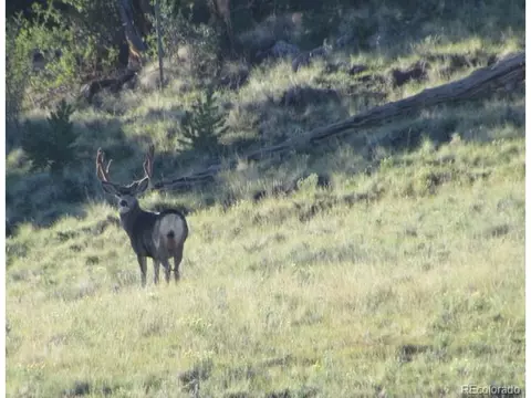 Undisclosed, Guffey, CO 80820 photo 43