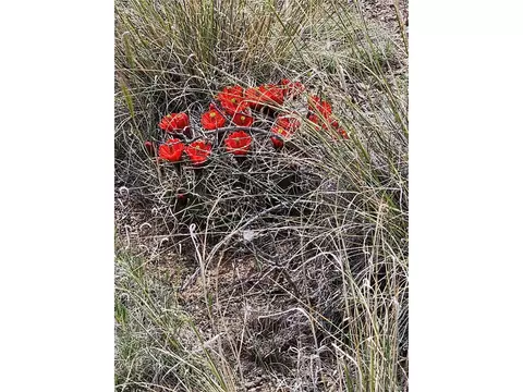 259 Mill Run Rd, Mosca, CO 81146 photo 15