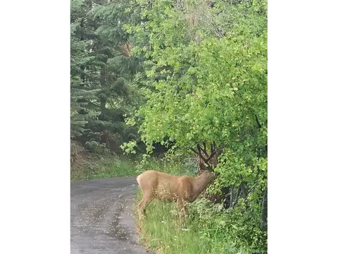 Other - 19184 Silver Ranch Rd, Conifer, CO 80433 photo 3 of 6