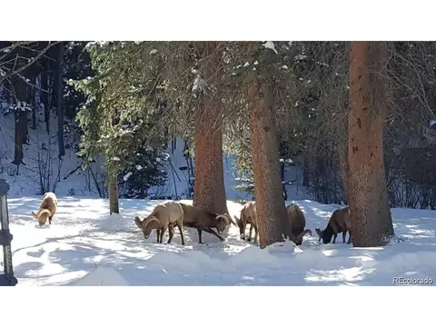 7843 County Road 43, Bailey, CO 80421 photo 14