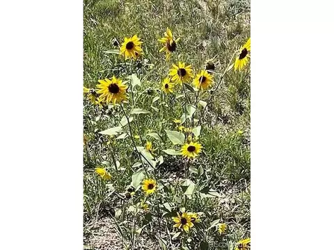 Other - 1053 Yellow Pine Dr, Bailey, CO 80421 photo 7 of 8