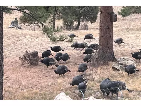 Other - 1053 Yellow Pine Dr, Bailey, CO 80421 photo 6 of 8