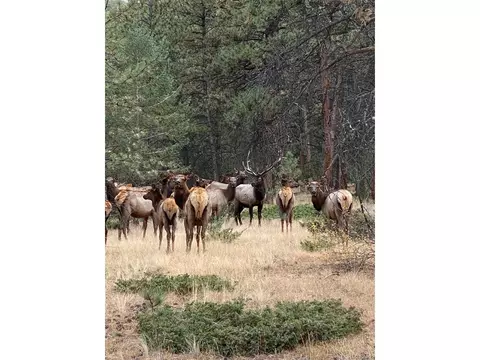 12999 S Parker Ave, Pine, CO 80470 photo 39