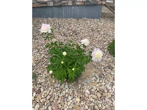636 Lene Ln, Berthoud, CO 80513 photo 27