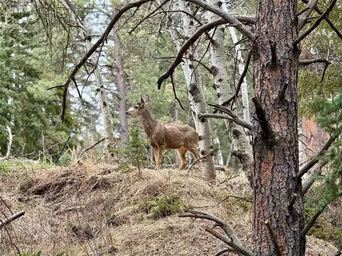2315 Cr-68, Bailey, CO 80421 photo 38