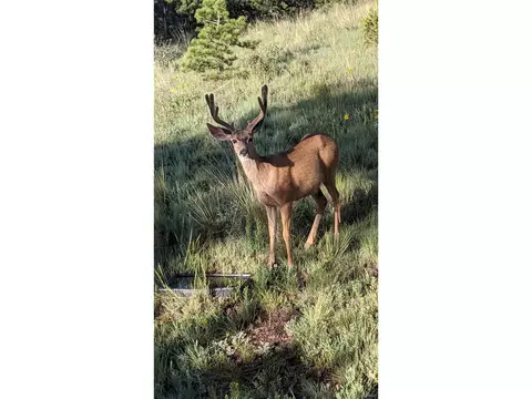 656 Witcher Mountain Rd, Guffey, CO 80820 photo 33