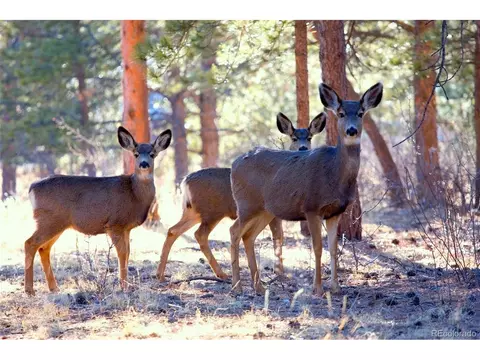 33550 Mount Wilson Rd, Pine, CO 80470 photo 29