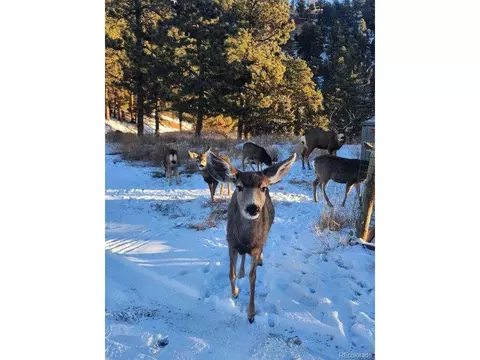 13093 Lori Dr, Conifer, CO 80433 photo 30