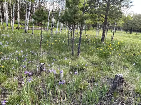 Burland Dr, Bailey, CO 80421 photo 14