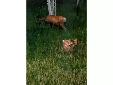 Burland Dr, Bailey, CO 80421 photo 17