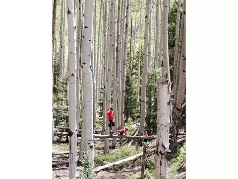 Tbd, Jasper, CO 81132 photo 8