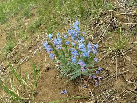Other - 27925 Bambi Ave, Simla, CO 80835 photo 17 of 18