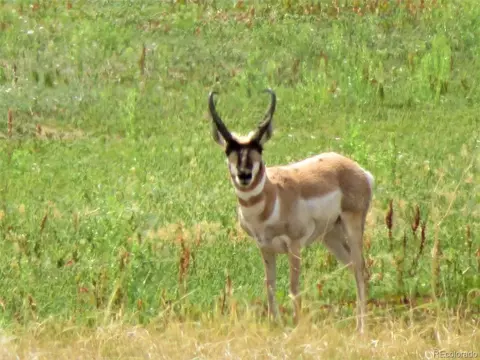 Other - 27925 Bambi Ave, Simla, CO 80835 photo 4 of 18
