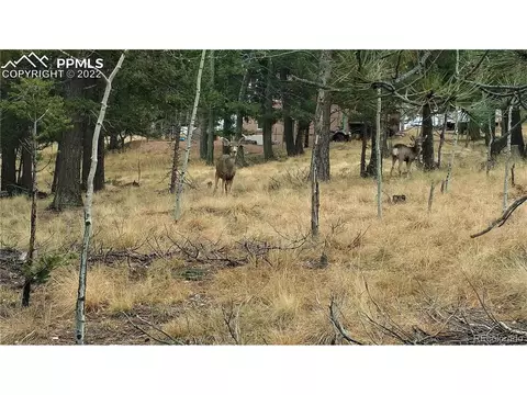 910 Will Scarlet Dr, Divide, CO 80814 photo 8