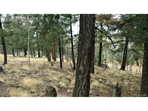 910 Will Scarlet Dr, Divide, CO 80814 photo 5