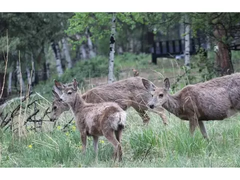 Other - 704 Yellow Pine Dr, Bailey, CO 80421 photo 13 of 13