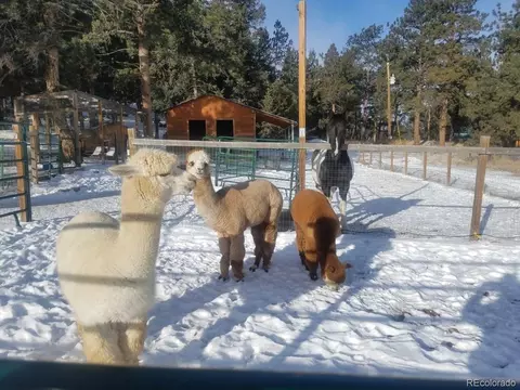 1490 Nova Rd, Pine, CO 80470 photo 32