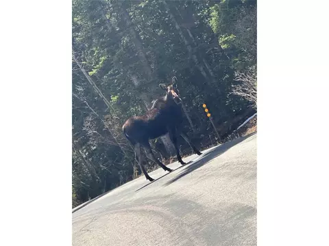Other - 153 Chickadee Ln, Bailey, CO 80421 photo 12 of 12