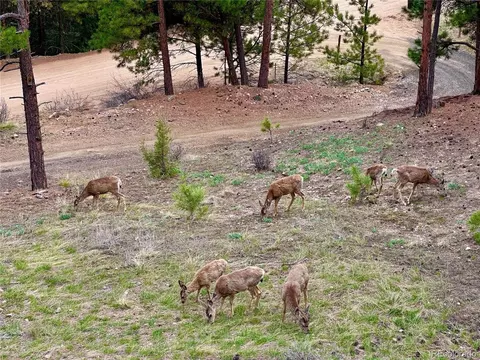 365 Holmes Gulch Rd, Bailey, CO 80421 photo 9