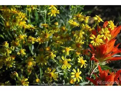 24400 High Timber Ln, Agate, CO 80101 photo 25