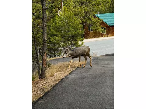 Exterior - 1423 Roland Dr, Bailey, CO 80421 photo 12 of 12