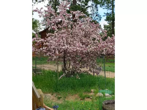 519 Beaver Trl, Bailey, CO 80421 photo 11