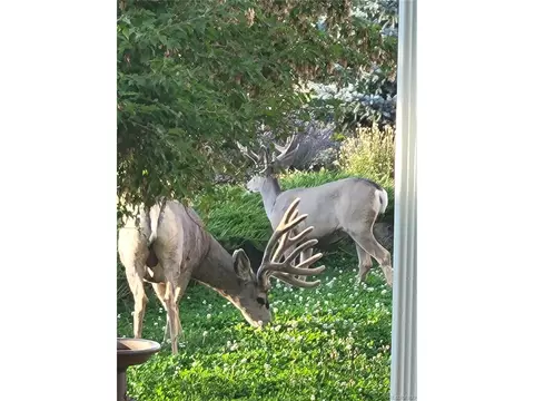 1245 Bowstring Rd, Monument, CO 80132 photo 13