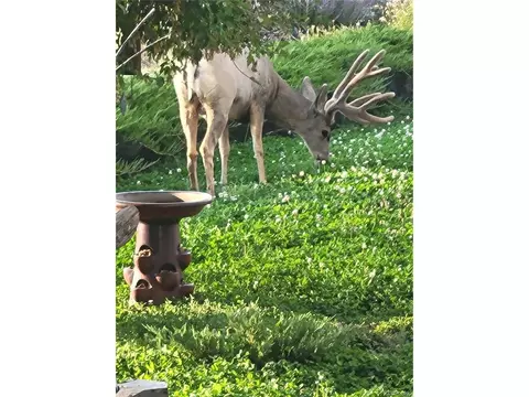 1245 Bowstring Rd, Monument, CO 80132 photo 12