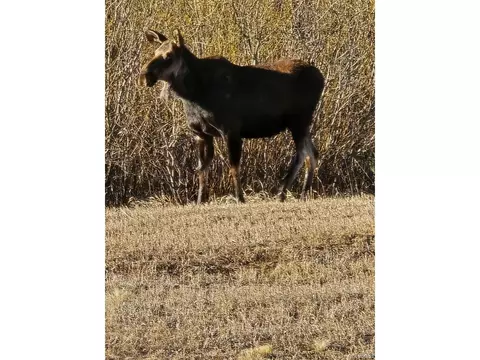 454 Smith Rd, Bailey, CO 80421 photo 17