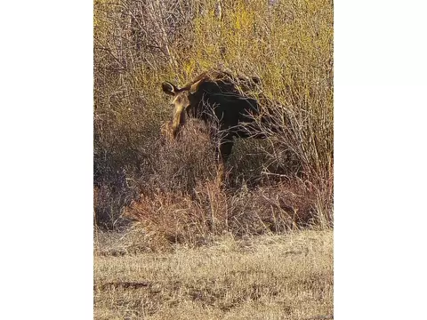 454 Smith Rd, Bailey, CO 80421 photo 16