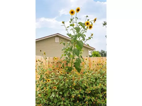 Exterior - 3595 E 89th Ave, Thornton, CO 80229 photo 8 of 8
