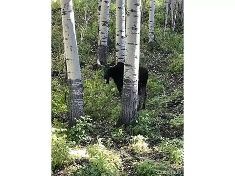 Undisclosed, Collbran, CO 81624 photo 25